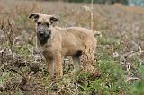 BOUVIER DES ARDENNES 175